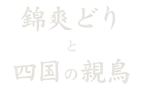 錦爽どり四国の親鳥